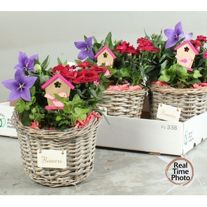 ARR TUINPLANTEN