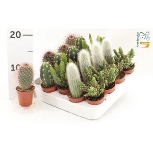 CACTUS GEM