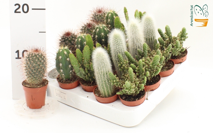 CACTUS GEM
