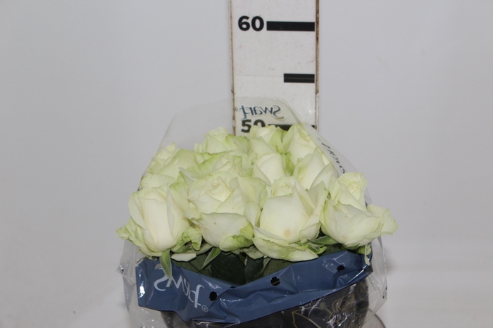 <h4>ROSA AVALANCHE 050 CM ESTUFA</h4>