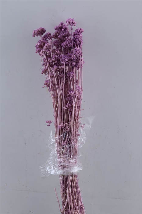 Dried Lonas Milka Bunch