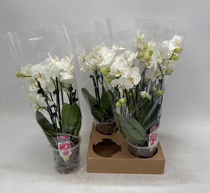 <h4>PHAL OV WIT</h4>