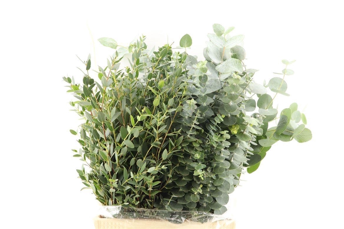 Euca Mix Short 150gr