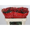 Hypericum True Romance