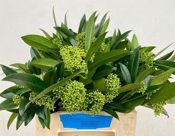 <h4>SKIM C KEW GREEN BOS</h4>