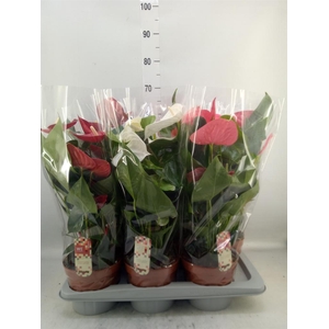 Anthurium   ...mix 4