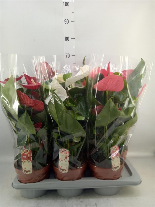 <h4>Anthurium   ...mix 4</h4>