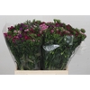 Dianthus Br Gemengd