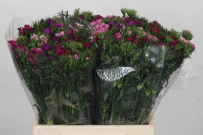 Dianthus Br Gemengd