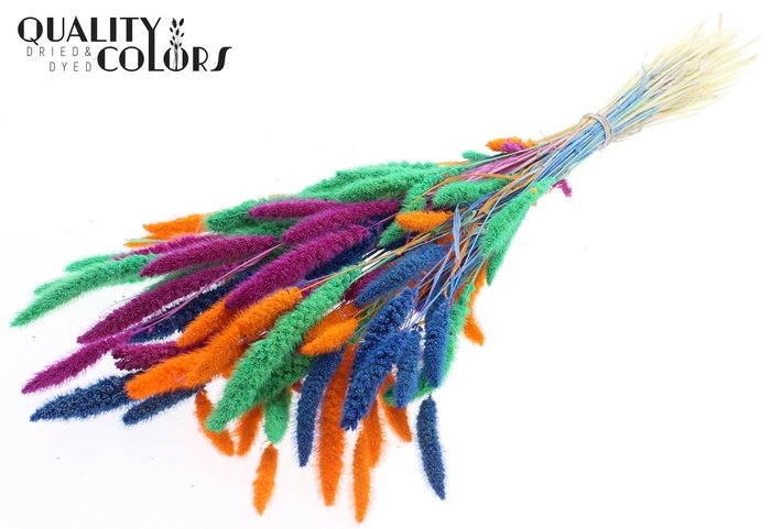 Setaria per bunch Bleached  Neon Dusk