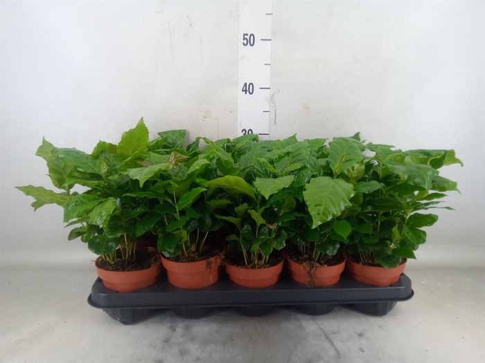 <h4>Coffea arabica</h4>