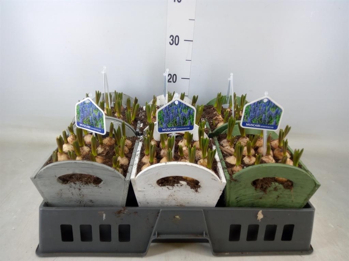 <h4>Arr.  Muscari L%</h4>