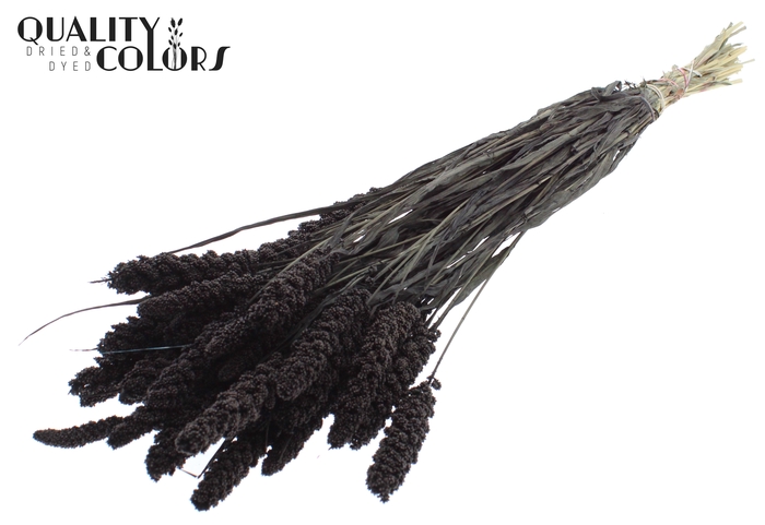 Gierst per bunch Black