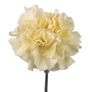 DI ST POLIMNIA