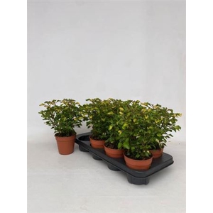 Alternanthera dentata