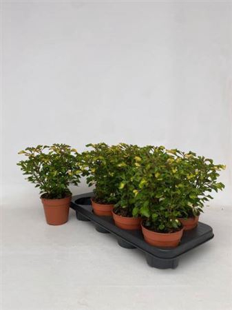 <h4>Alternanthera dentata</h4>