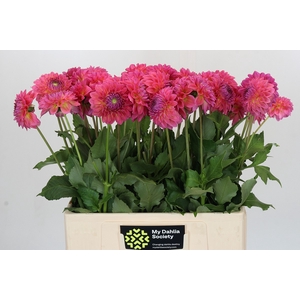 Dahlia Barbados