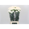 Dianthus St Moonlight