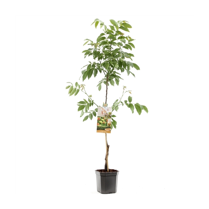 <h4>Juglans regia Buccaneer spil Veredelde walnoot</h4>