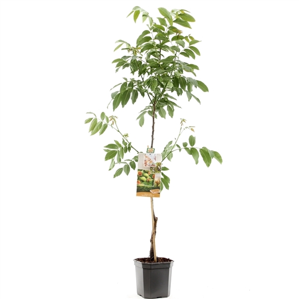 Juglans regia Buccaneer spil Veredelde walnoot