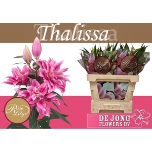 LI OR DU RL THALISSA