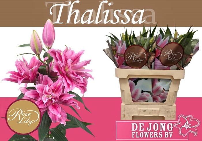 <h4>LI OR DU RL THALISSA</h4>