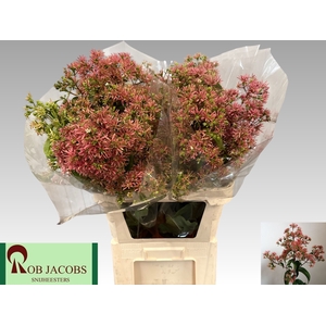 HEPTA M RO PINK STAR