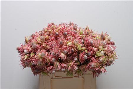 <h4>Blushing Bride Pretty 'n Pink 2-5</h4>