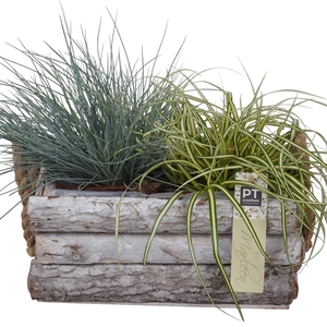 Arr.   Tuinplanten L%