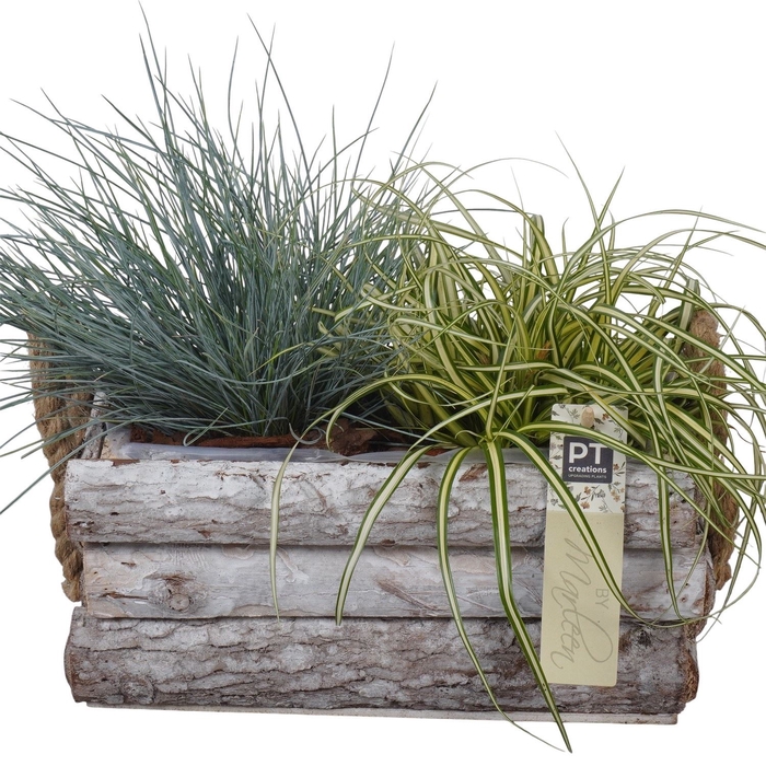 <h4>Arr.   Tuinplanten L%</h4>