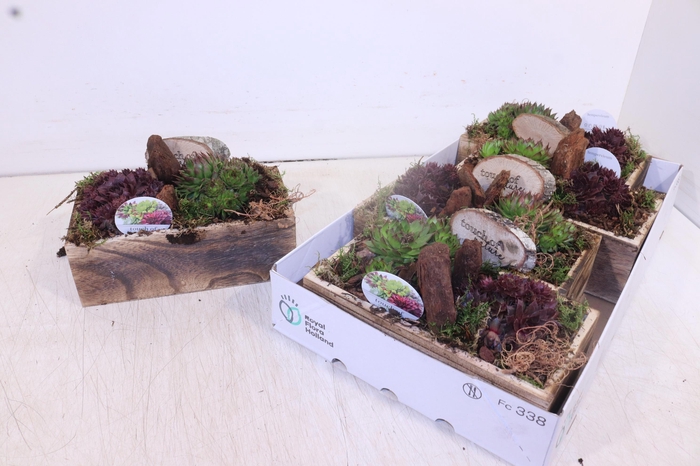 <h4>ARR SEMPERVIVUM</h4>