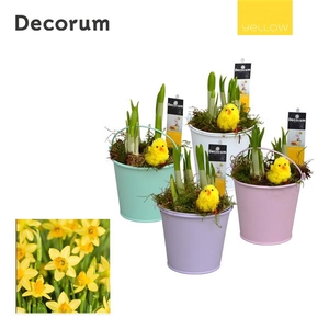 Narcis Lovely Bucket HL10565 [YELLOW]