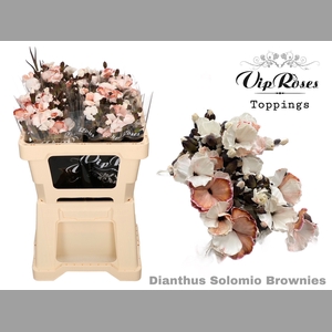 DI SOLOMIO BROWNIES (L50cm)