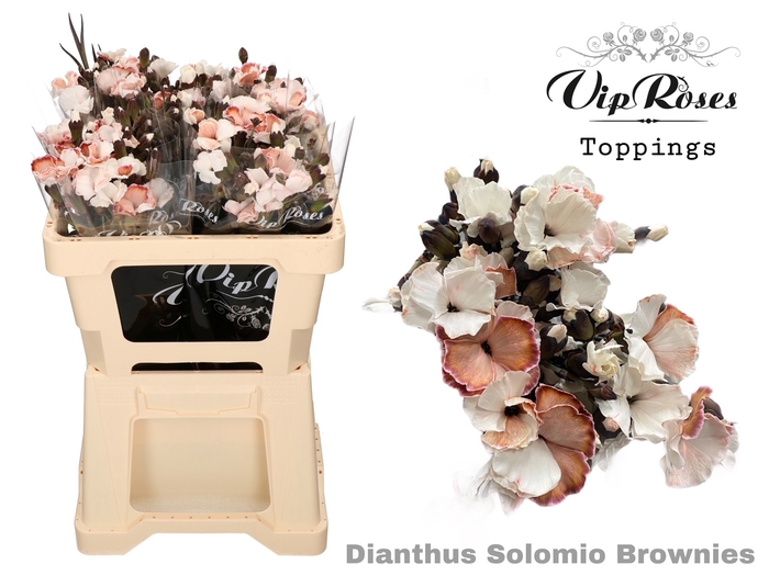 <h4>DI SOLOMIO BROWNIES (L50cm)</h4>