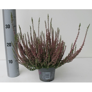 Calluna Garden Girls Athene