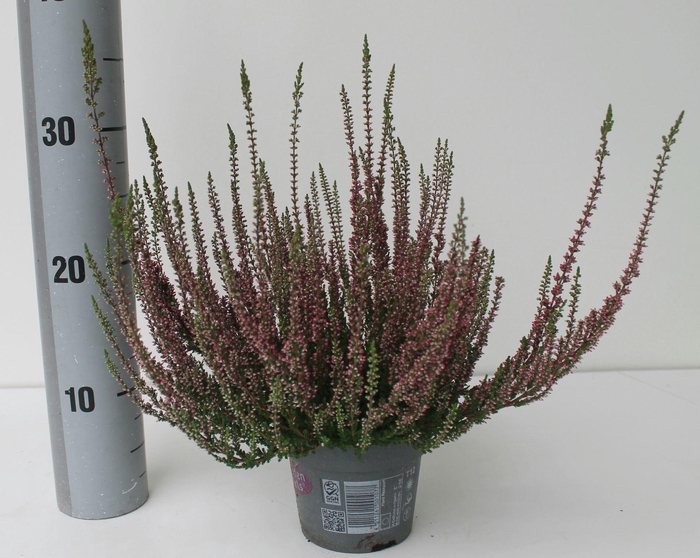 <h4>Calluna Garden Girls Athene</h4>