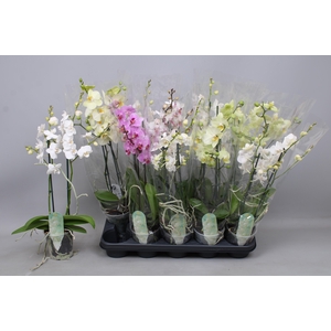 PHAL MF GEM 3 KL