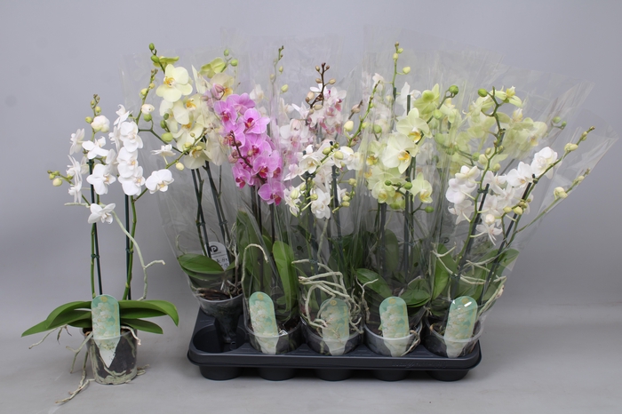 <h4>PHAL MF GEM 3 KL</h4>