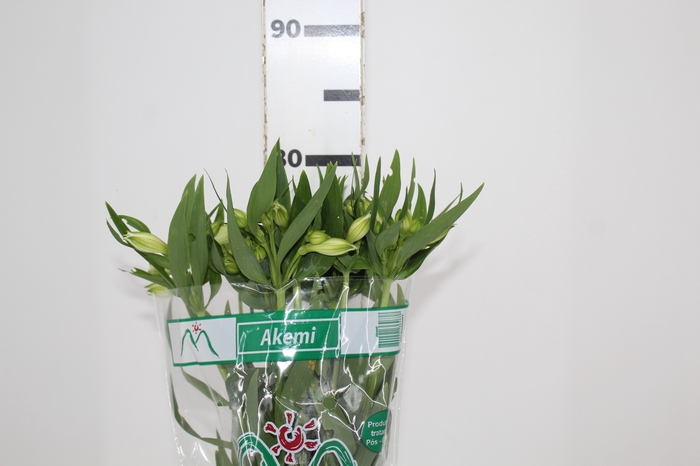 <h4>ALSTROEMERIA AKEMI 080 CM</h4>