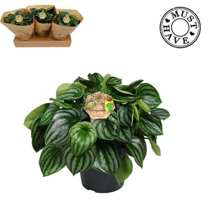 Peperomia Argyreia Watermelon P17