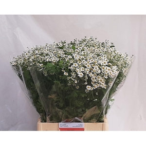 TANA PA SINGLE VEGMO