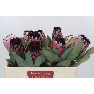 Protea African Didi