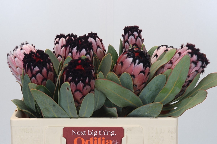 <h4>Protea African Didi</h4>