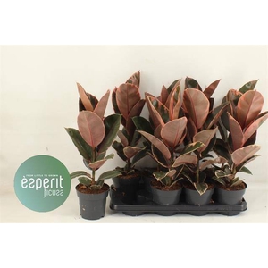 Ficus elastica Belize 14Ø 53cm 1pp
