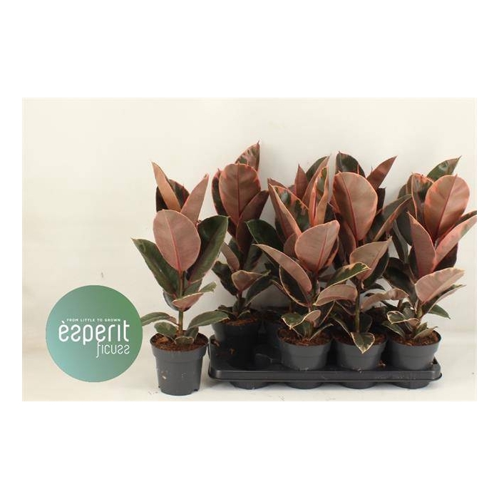 <h4>Ficus elastica Belize 14Ø 53cm 1pp</h4>