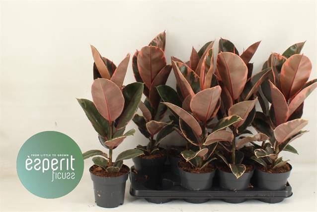 Ficus elastica Belize 14Ø 53cm 1pp