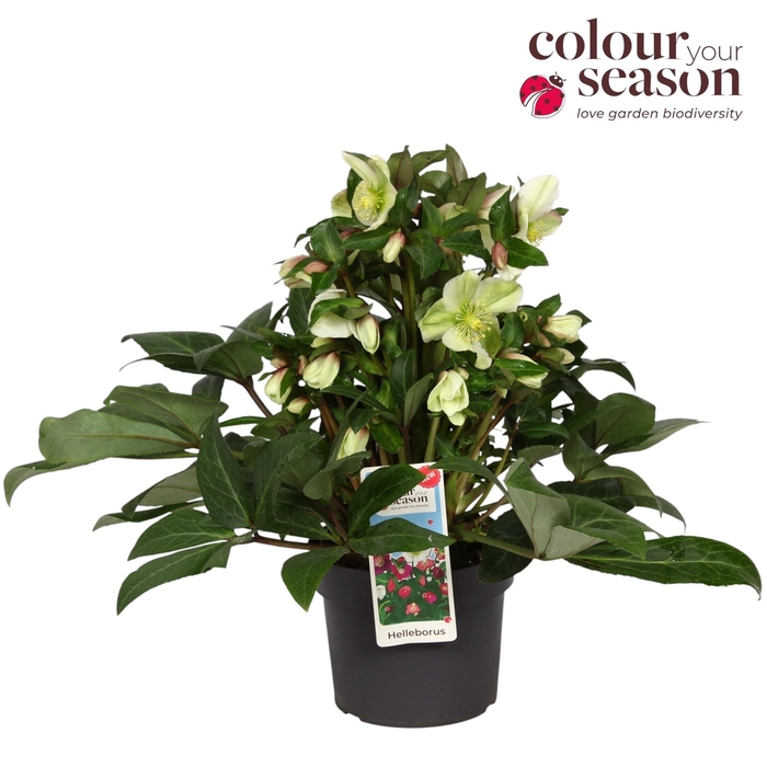 arr8 Hell Sparkle Ballardiae