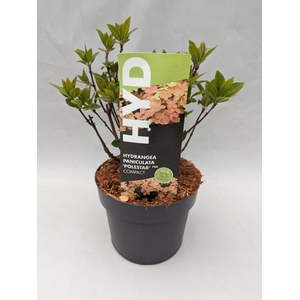 Hydrangea Paniculata Polestar 17 cm