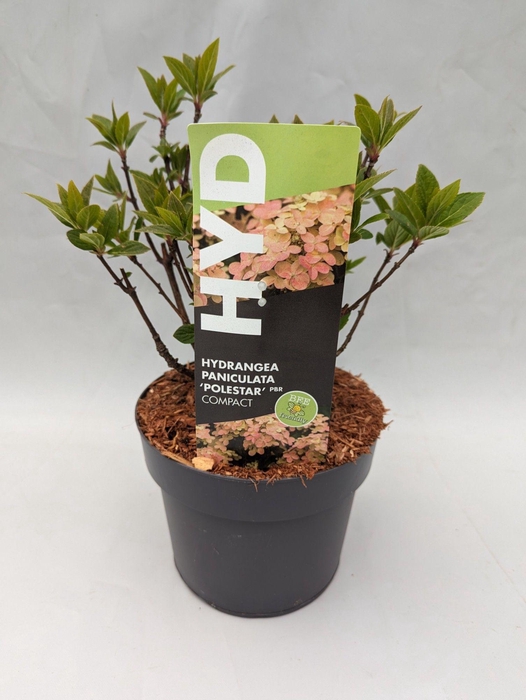 <h4>Hydrangea Paniculata Polestar 17 cm</h4>