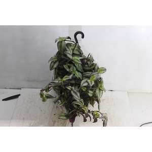 TRADESCANTIA ZEBRINA C21